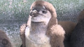 This Simple Design For A Nest Could Save African Penguins