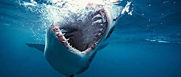 Do Sharks Need Protection From Us? | Fast Company